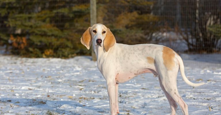 Porcelaine kutya Franciaországból, vörös és fehér kutya, karcsú fajta, francia kutya, nagy vadászkutya, kutya nagyon hosszú lógó fülekkel, Chien de Franche-Comté, fehér kutya fajta nagy