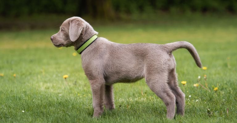 Kutya, Emlős, Gerinces, Weimaraner, Kutya fajta, Canidae, húsevő, hegyes fajta, sportos csoport, Charcoal Labrador kölyökkutya