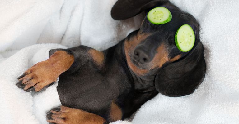 Canidae, kutyafajta, kutya, szájkosár, húsevő, kölyök, tacskó nem wellness és uborka van a szemén, és alszik egy ágyban, kis barna fekete kutya