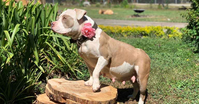 kutya, emlős, gerinces, kutyafélék, kutyafajta, öreg angol bulldog, amerikai bulldog, húsevő, pitbull, amerikai staffordshire terrier terhes, barna fehér kiskutya