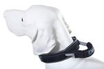 Armored Tech Dog Control Halsband mit integrierter Kurzleine (M - Halsumfang 39-45 cm, schwarz)