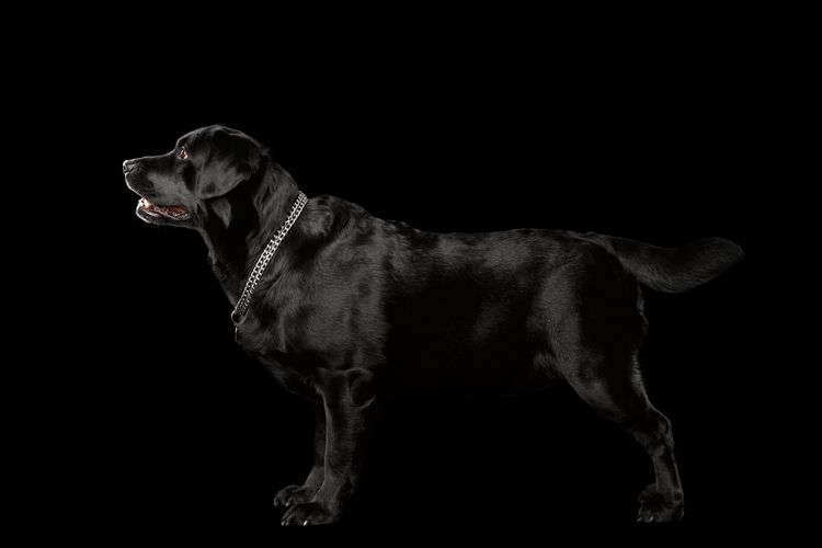 Muskulöser Labrador-Hund im Profil stehend, isoliert auf schwarzem Hintergrund