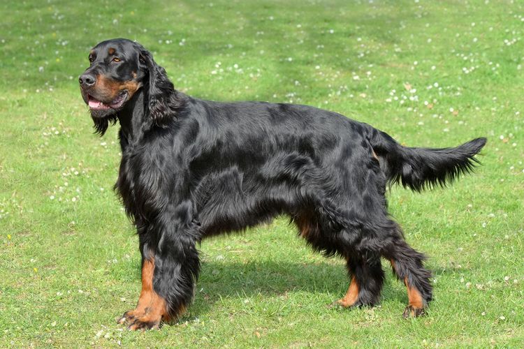 Typischer Gordon Setter im Frühlingsgarten