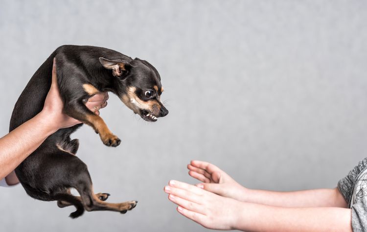 Konzept der Aggression von kleinen Hunden in Hauslandschaften