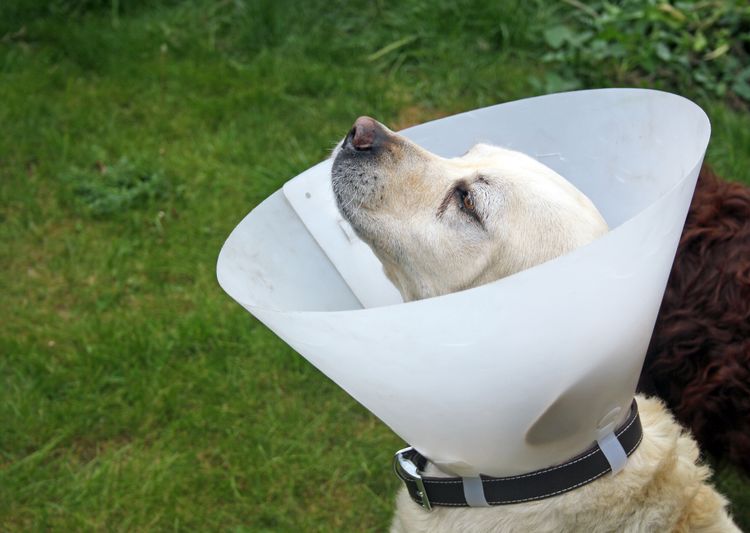 Ein kranker Hund trägt ein Halsband zum Schutz