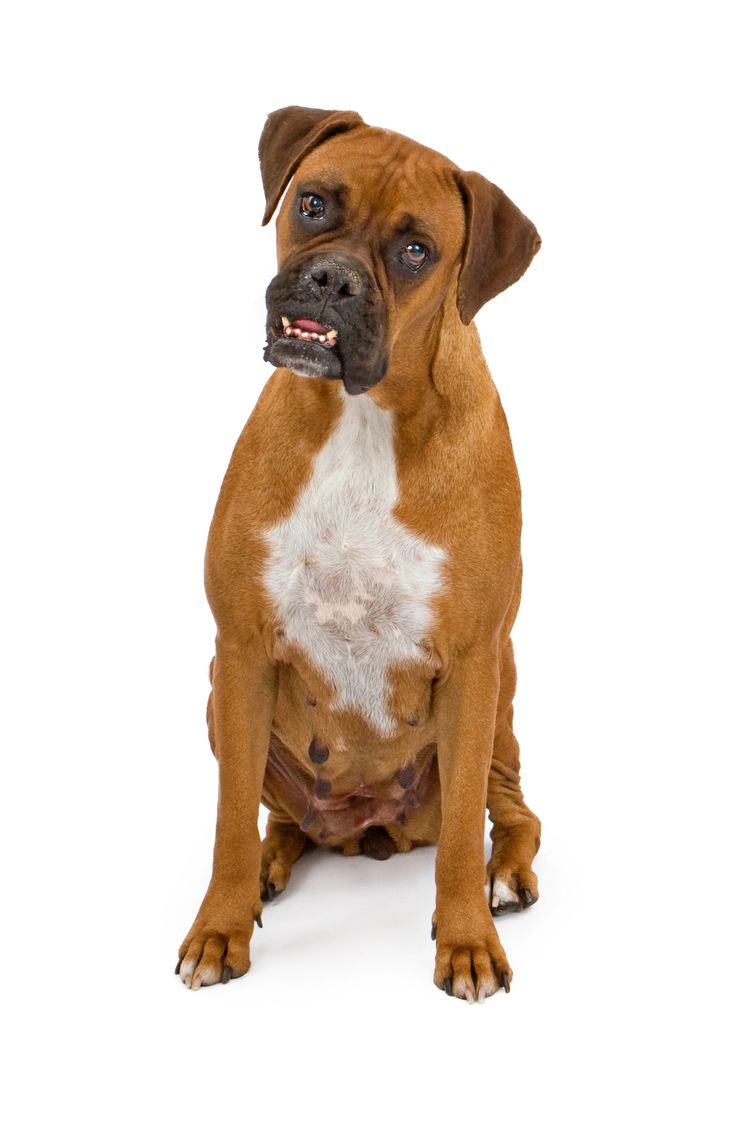 Ein Boxerhund mit einem Überbiss, der in die Kamera schaut und auf einem weißen Hintergrund sitzt