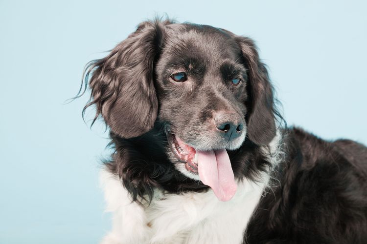 Studio-Porträt von Stabyhoun oder Friesischer Vorstehhund isoliert auf hellblauem Hintergrund