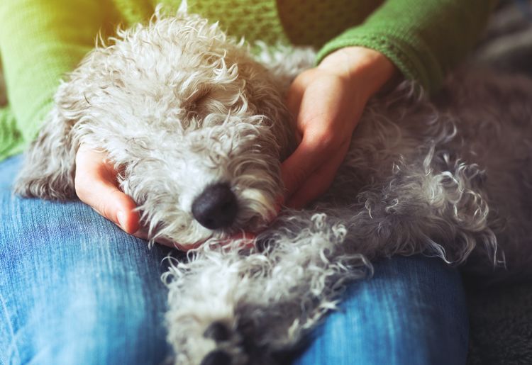 Süßer schlafender Hund in den Händen