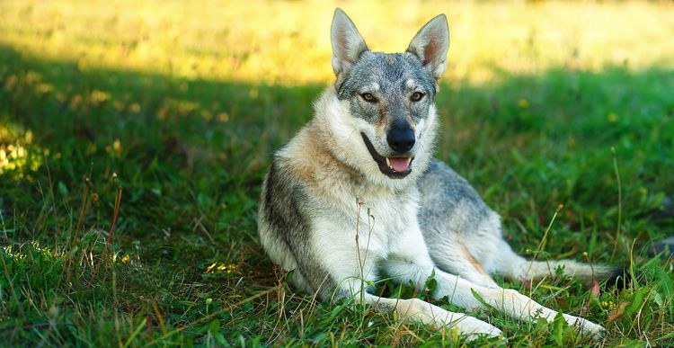 domestizierter Wolfshund, der sich entspannt auf einer Wiese ausruht. Tschechoslowakischer Schäferhund. Augenkontakt. Domestizierter Wolfshund ruht sich entspannt auf einer Wiese aus. Tschechoslowakischer Schäferhund. Augenkontakt