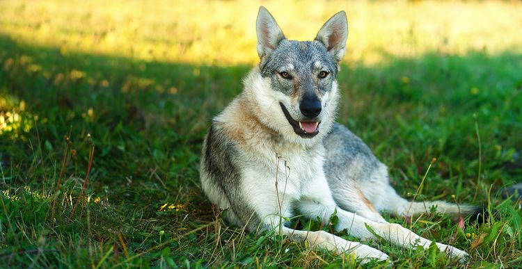 Domestizierter Wolfshund ruht sich entspannt auf einer Wiese aus. Tschechoslowakischer Schäferhund. Augenkontakt