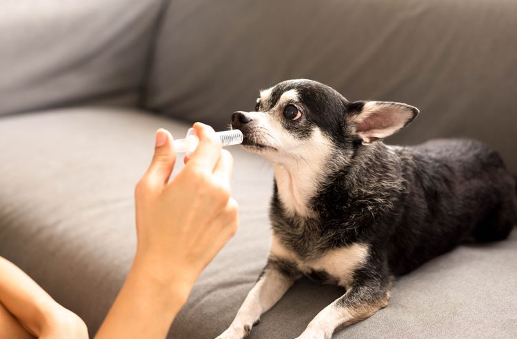 Ausgewählter Fokus auf Spritze Frau gibt dem Chihuahua-Hund mit Spritze Medizin