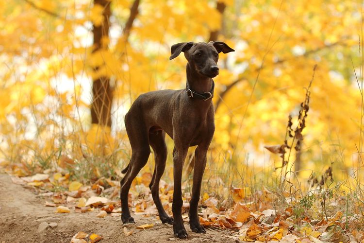Italienischer Windhund am Wald stehend, Italienisches Windspiel, Greyhound aus Italien, italienische Hunderasse, Hund aus Italien