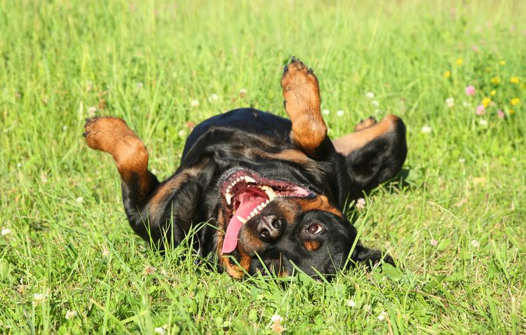 Glücklicher Rottweiler-Hund, der auf grünem Gras ruht. Außenaufnahme
