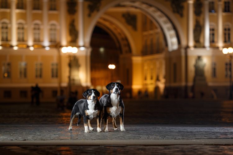 Entlebucher Sennenhund spaziert auf einem nächtlichen Stadtsommer