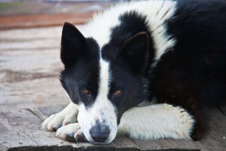 Erwachsener ostsibirischer Laika-Rüde, der in die Kamera schaut. Einheimischer sibirischer Jagdhund Laika. Kamtschatka, Russland