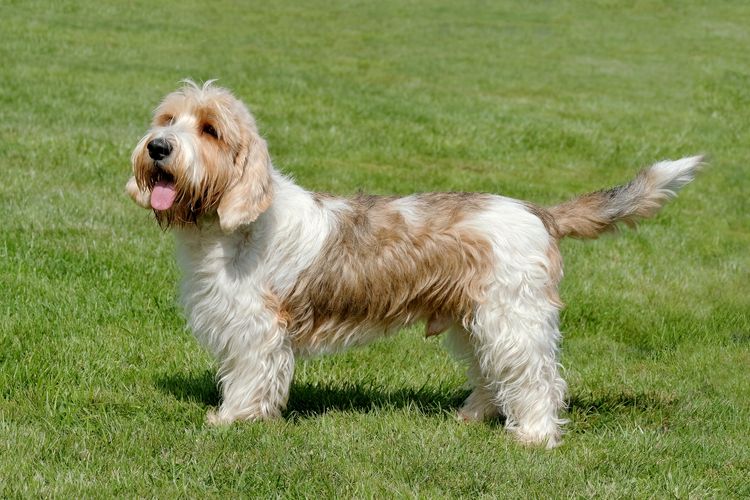 Typischer Petit Basset Griffon Vendeen im Frühlingsgarten