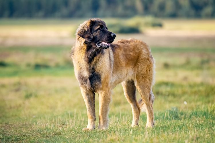 Leonberger Hund in der Natur Leonberger Hund in der Natur