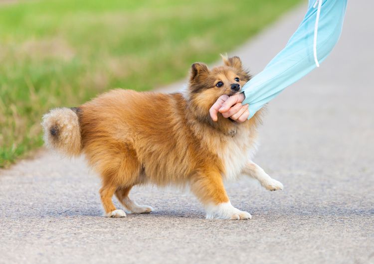 Shetland Sheepdog beißt in eine menschliche Hand