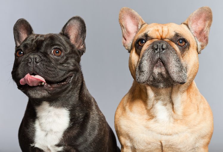 Schwarze und braune französische Bulldoggen zusammen. Lustige Hunde. Komische Figuren. Romantisches Paar. Studioaufnahme isoliert auf grauem Hintergrund.