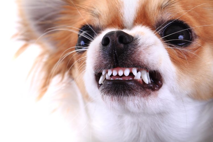 Gefährliches Chihuahua-Gesicht isoliert auf dem weißen Hintergrund
