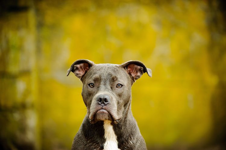 American Pit Bull Terrier Hund Porträt gegen schmutzigen gelben Hintergrund American Pit Bull Terrier Hund Porträt gegen schmutzigen gelben Hintergrund