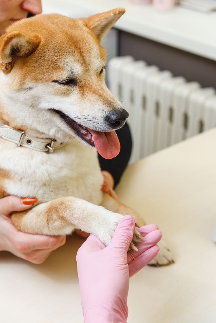 Shiba Inu Hund einen Termin bei der Kosmetikerin in einem Schönheitssalon. Nahaufnahme.