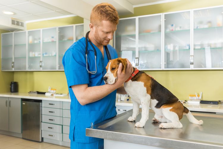 Tierarzt untersucht süßen Beagle-Hund in der Klinik