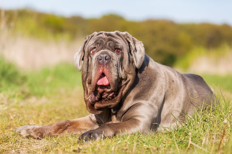 Porträtfoto eines Neapolitanischen Mastiffs im Freien