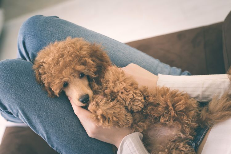 Ein junges Mädchen ruht sich mit einem Pudelhund auf dem Sessel zu Hause aus.