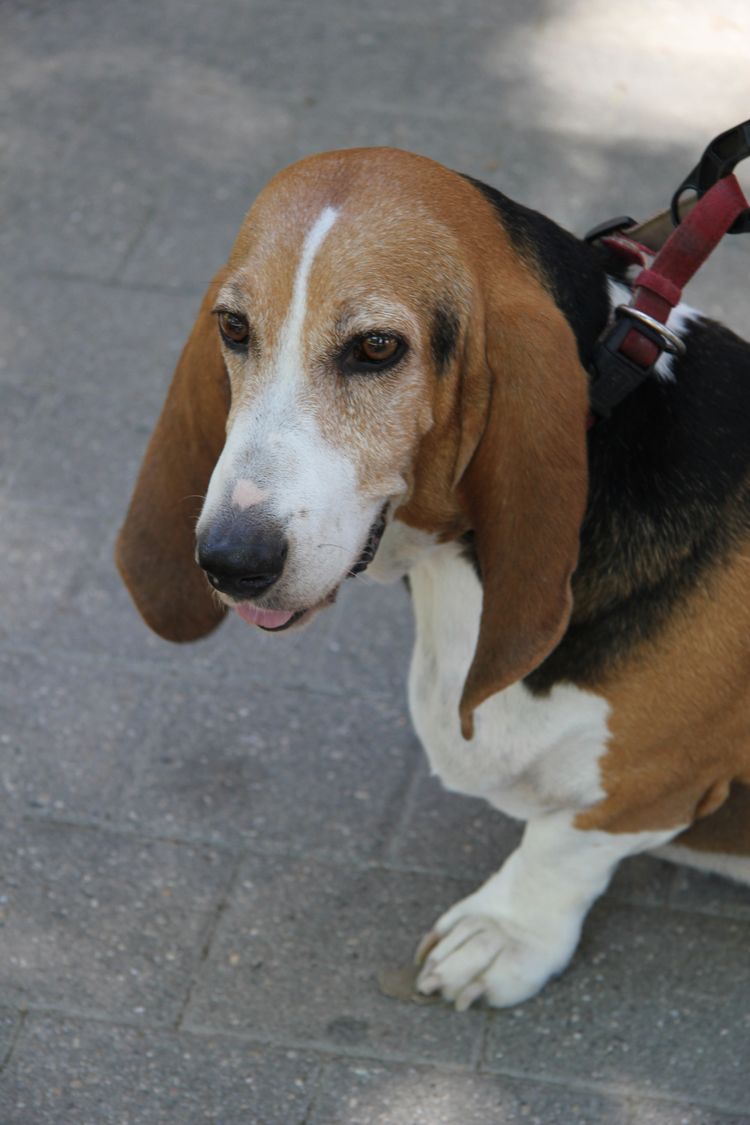 Norman Artesian Basset im Alter von sechs Jahren