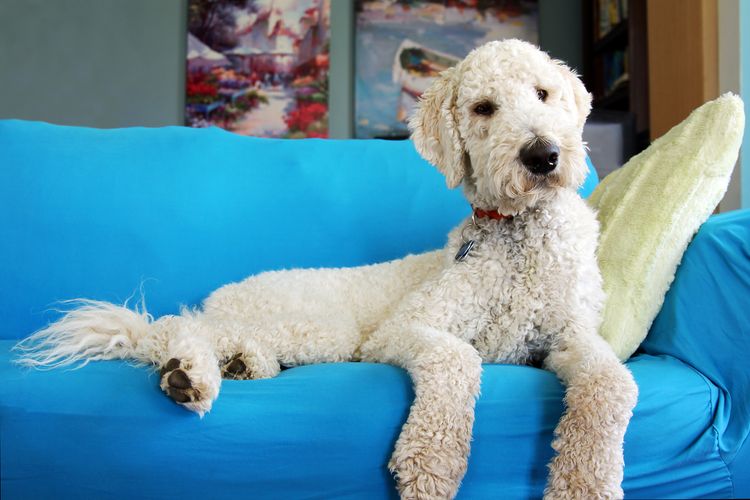 Goldendoodle Hund auf der Couch liegend