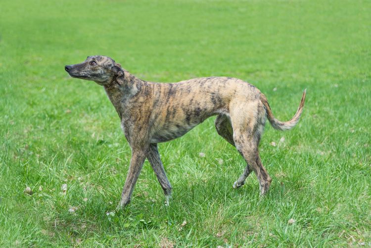 Jagdhund English Greyhound geht auf einen Hintergrund aus grünem Gras, Ansicht im Profil