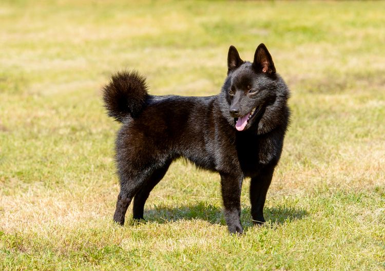 Schipperke steht auf der Wiese.