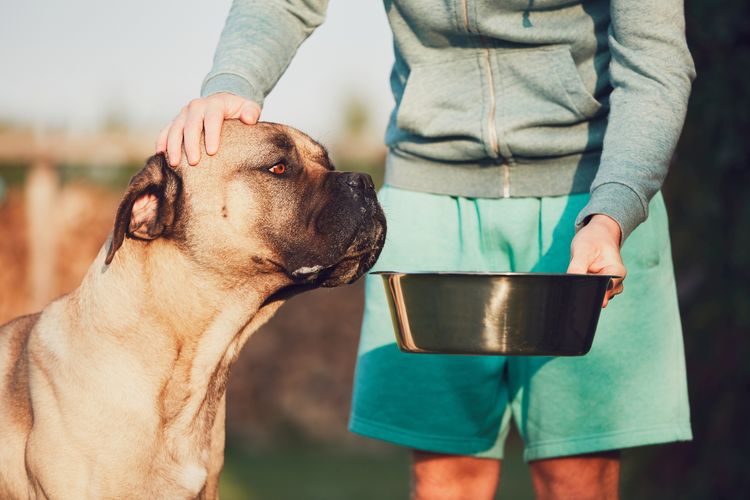 Fütterung des großen Hundes Cane Corso Junger Mann füttert den riesigen Hund (cane corso) im Garten.
