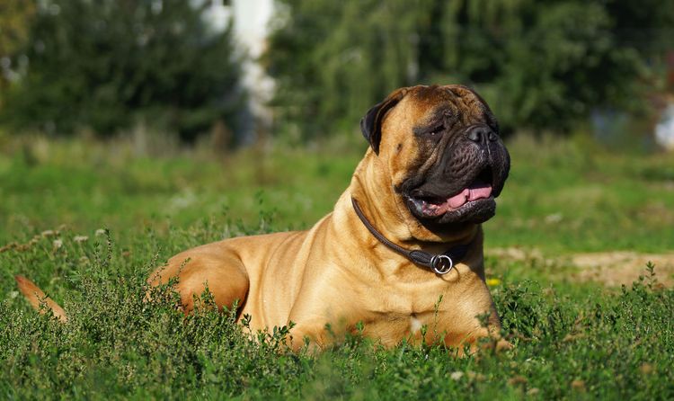 Bullenmastiff