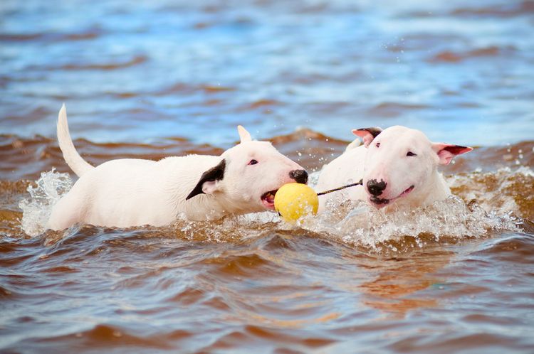 Zwei weiße Bullterrier spielen mit einem Ball Zwei weiße Bullterrier spielen mit einem Ball im Wasser