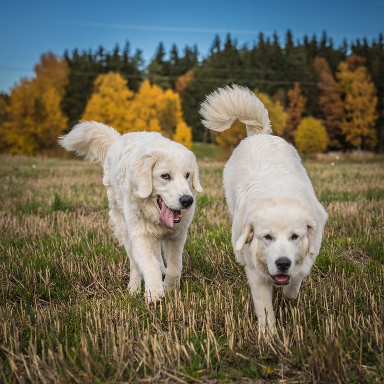 Zwei große weiße Hunde gehen draußen spazieren. Tatra-Schäferhund.