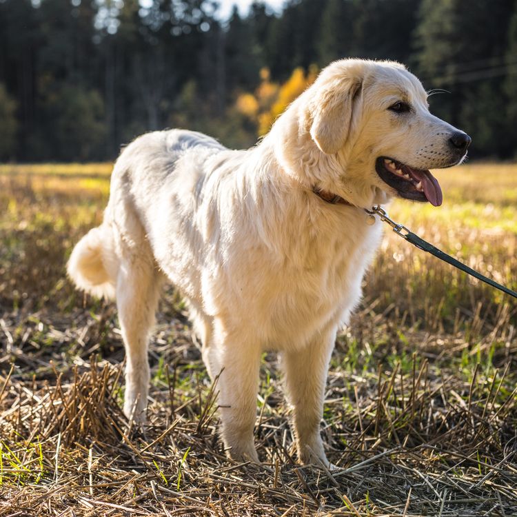 Tatra-Schäferhund Spaziergang im Freien.