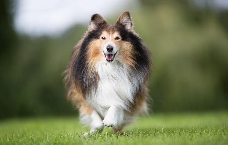 Gesunder Rassehund, der an einem sonnigen Tag draußen in der Natur fotografiert wurde.