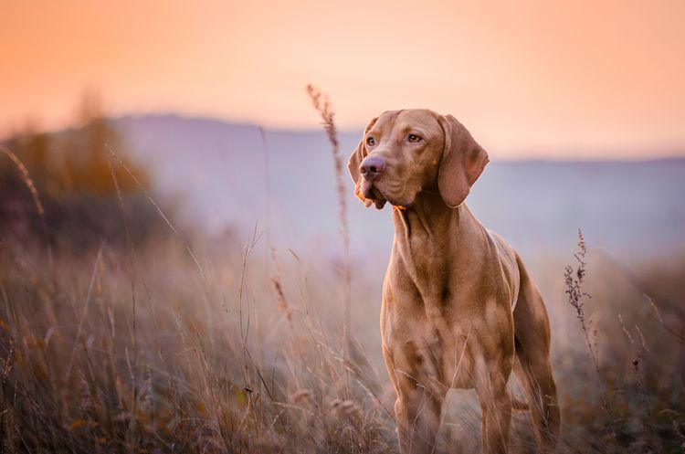 Ungarischer Jagdhund Pointer Vizsla Hund im Herbst auf dem Feld