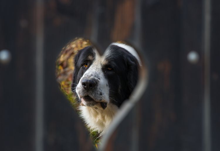 Porträt eines mioritischen rumänischen Schäferhundes in Herzform eines Zauns