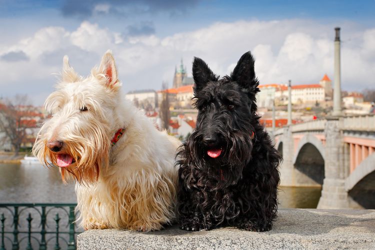 Scottish Terrier, Schwarz-weißer Weizenhund, zwei schöne Hunde sitzen auf einer Brücke, im Hintergrund die Prager Burg. Unterwegs mit Hunden, Tschechische Republik, Europa. Niedliche Tiere auf der Reise.