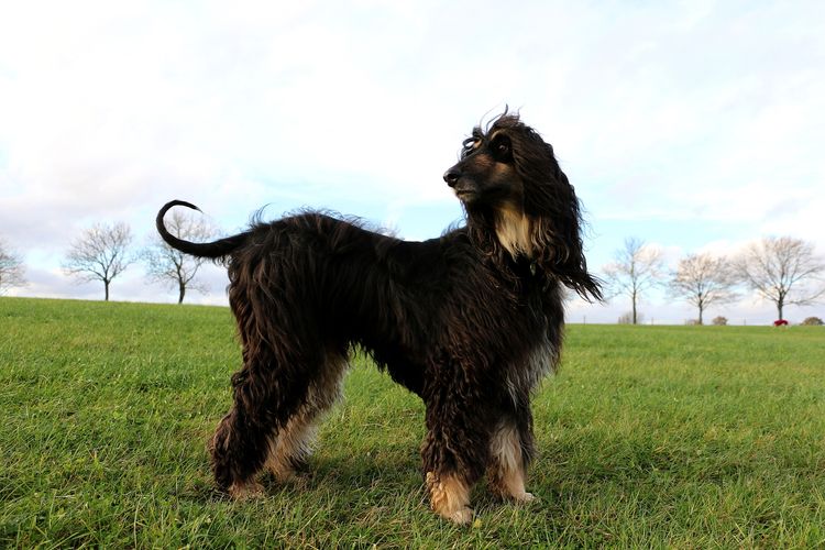 Afghanischer Windhund steht im Park