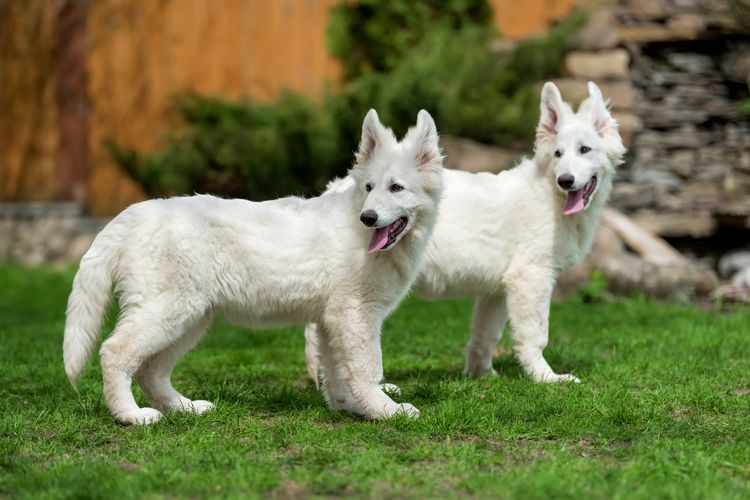 Berger Blanc Suisse. Weißer Deutscher Schäferhund im Gras