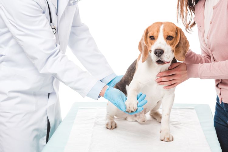 Ausgeschnittene Aufnahme einer Frau, die einen Beagle hält, und eines Tierarztes, der die Pfote untersucht, isoliert auf weißem Hintergrund