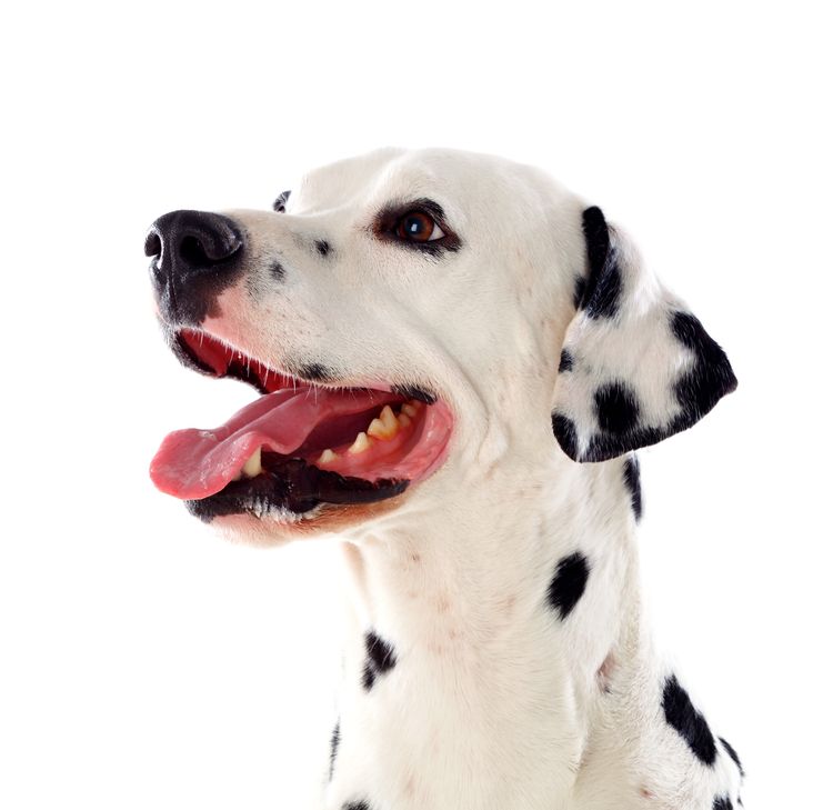 Porträt eines niedlichen Dalmatiners isoliert auf weißem Hintergrund