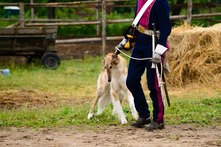 Polnischer Windhund Hund steht neben dem Kavalleristen, Heu im Hintergrund