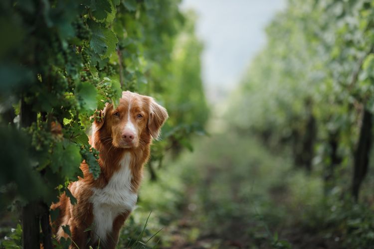 Hund in einem Weinberg in der Natur. Ein Haustier im Sommer, Nova Scotia Duck Tolling Retriever