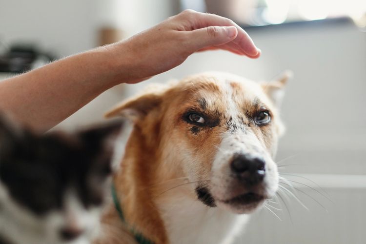 Eine Frau hält ein süßes schwarz-weißes Kätzchen und einen Welpen mit lustigem Blick und streichelt die Haustiere. Eine Frau hält ein süßes schwarz-weißes Kätzchen und einen Welpen mit lustigem Blick und streichelt die Haustiere.