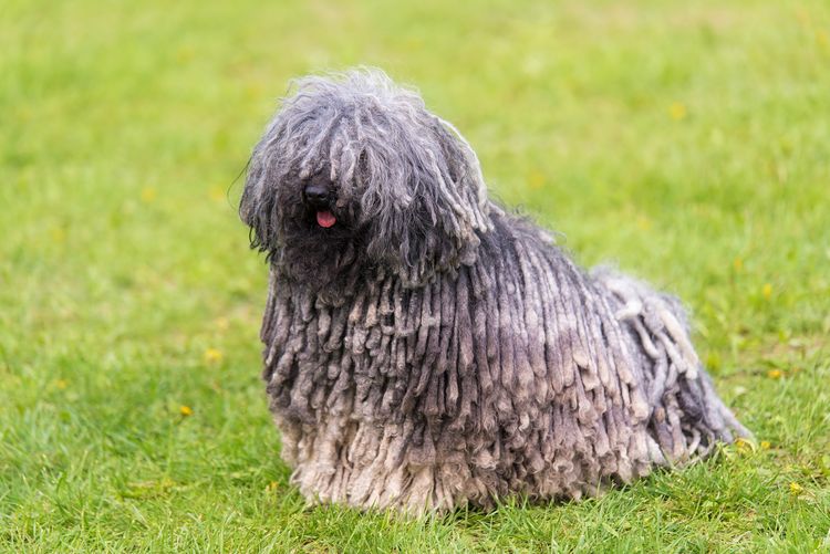 Grauer ungarischer Pulihund im grünen Park